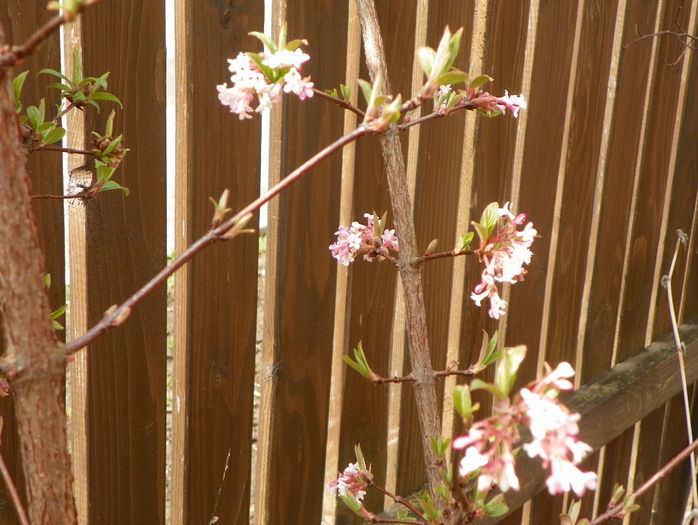 viburnum bodnantense Dawn - Copacei si arbusti 2016