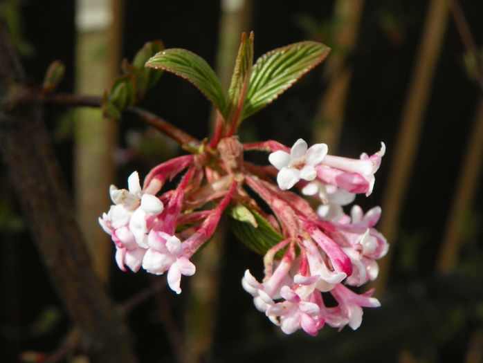 viburnum bodnantense Dawn - Copacei si arbusti 2016