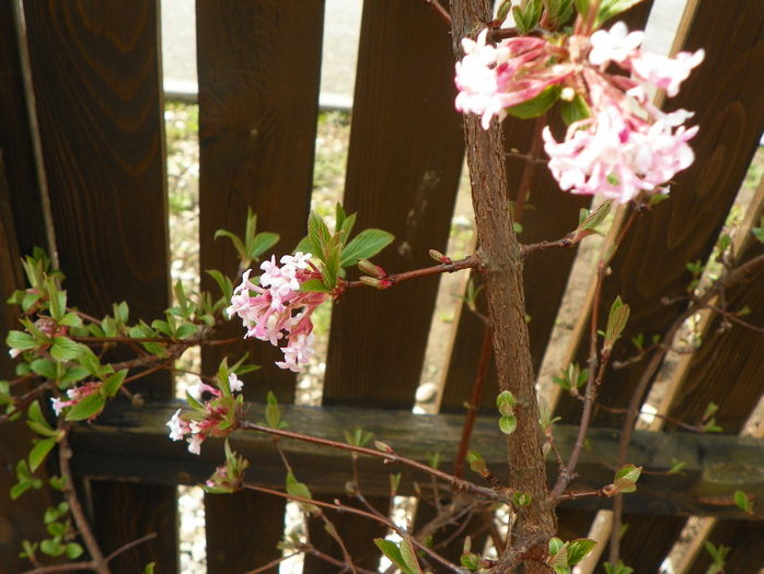 viburnum bodnantense Dawn - Copacei si arbusti 2016