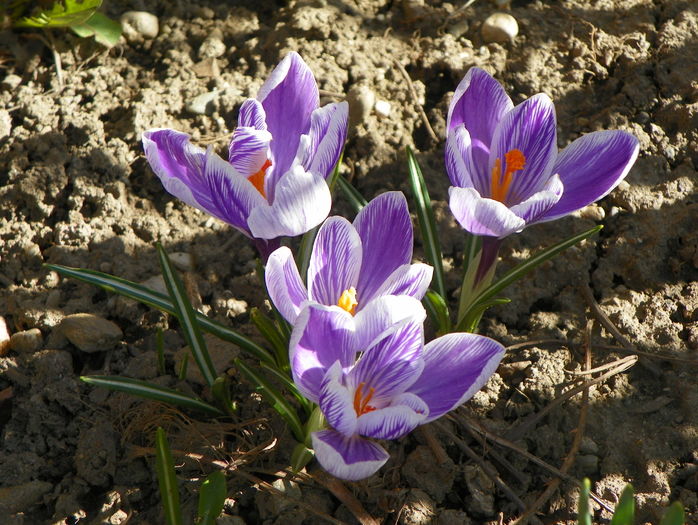 crocus Vanguard - Primavara 2016