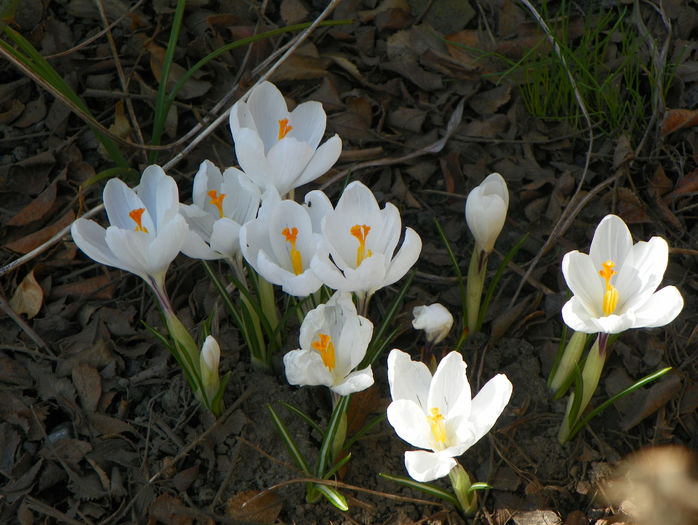 crocus Jeanne dArc - Primavara 2016
