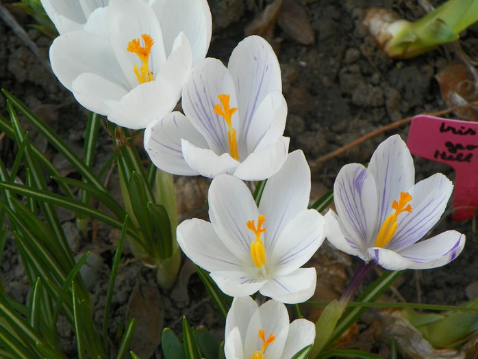 crocus Jeanne dArc - Primavara 2016