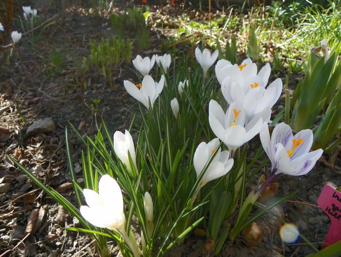 crocus Jeanne dArc - Primavara 2016