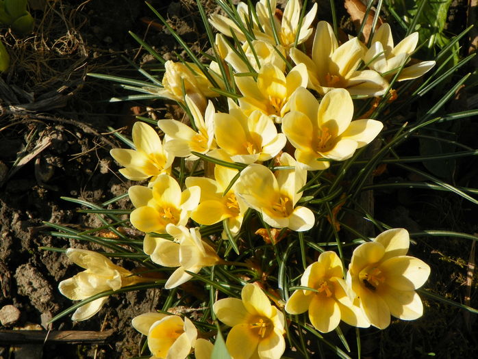 crocus luteus - Primavara 2016