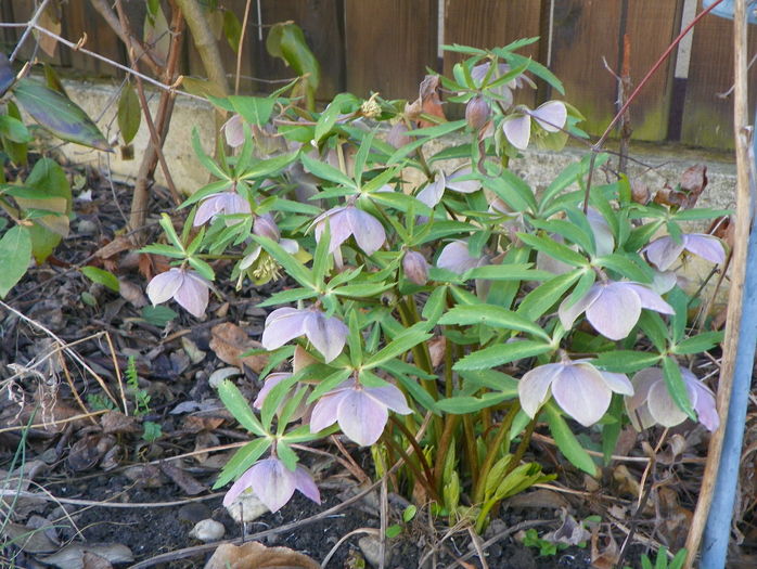helleborus purpurascens - Primavara 2016