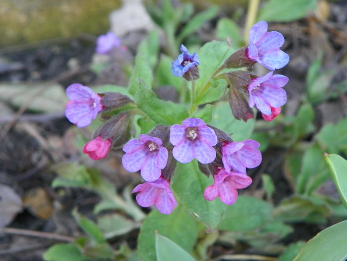 pulmonaria officinalis - Primavara 2016