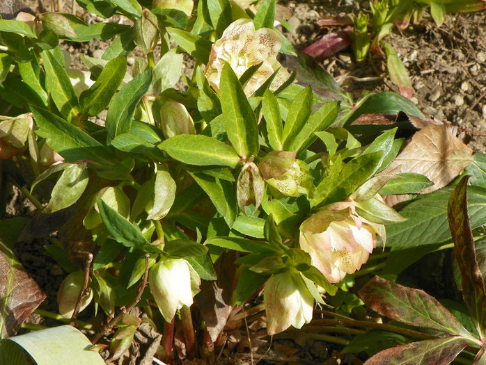 helleborus Double White Spotted