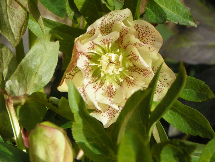 helleborus Double White Spotted