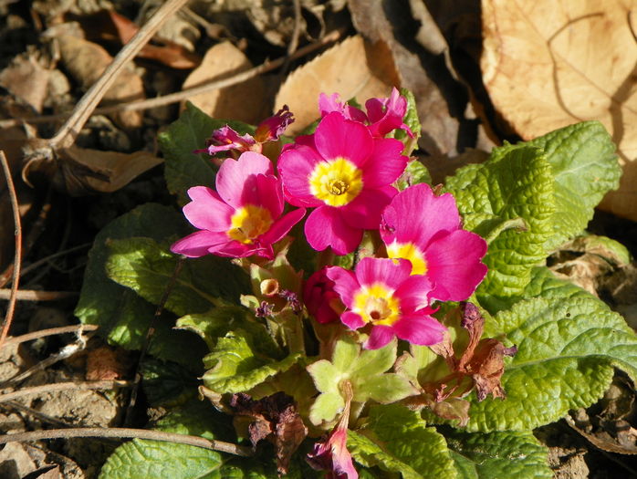 primula acaulis - Primavara 2016