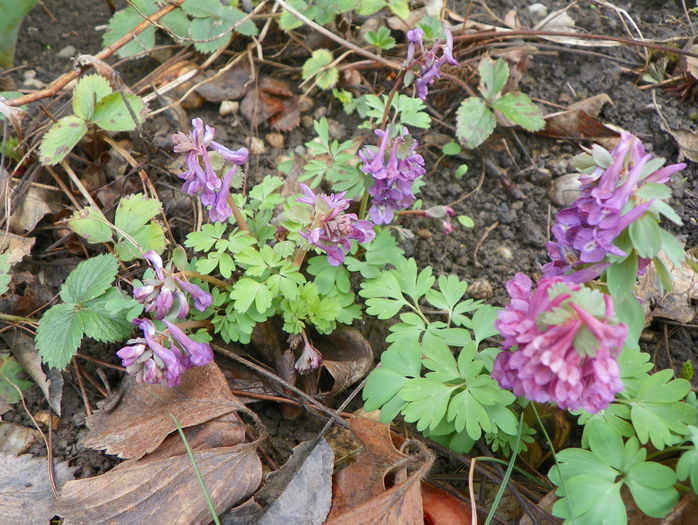 corydalis solida