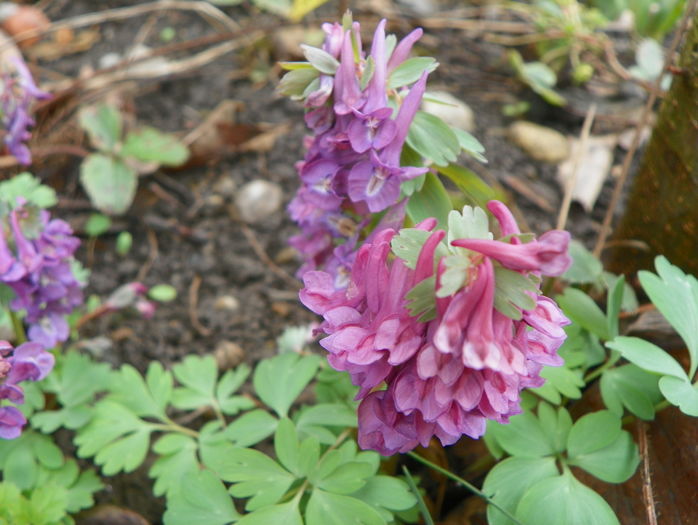 corydalis solida - Primavara 2016