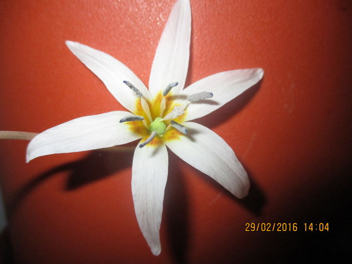 IMG_1397 - vine primavara