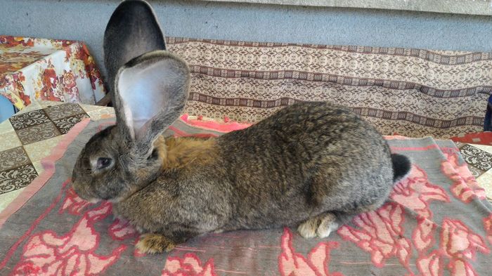 B776 1510(F) urechi 24cm