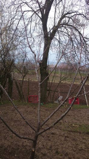 Prun Ana Spath - Pomi Fructiferi