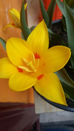 20160313_122526 - Lalele Yellow red miniatures