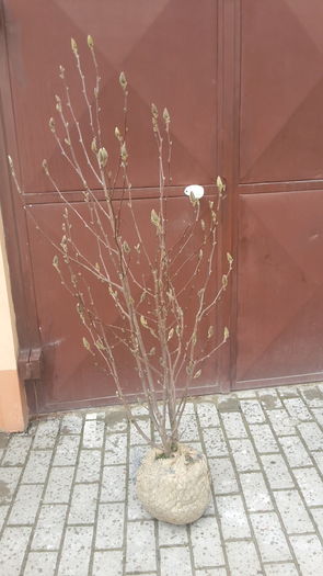 20160312_123830 - magnolia