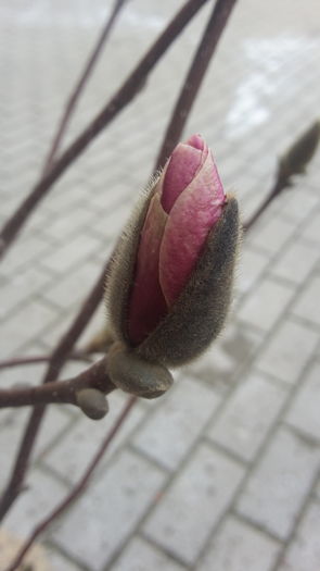 20160312_123841 - magnolia