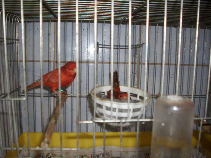 Agati - Canari la cuib -2016
