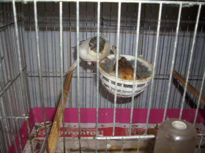 Glosteri - Canari la cuib -2016