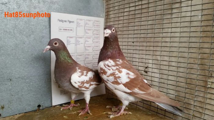 Per.8 M2009dv  F2009dv