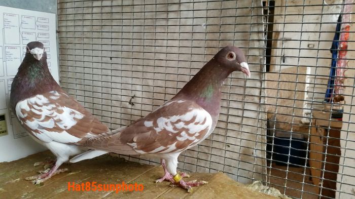 Per.8 M2009dv F2009dv