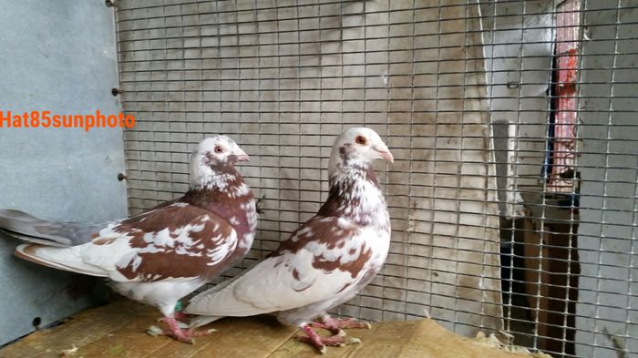 Per.14 M2012 F2011 vanduta