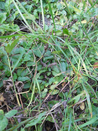 DSCN0935 - 92 Reptile amfibieni batracieni nevertebrate autohtone