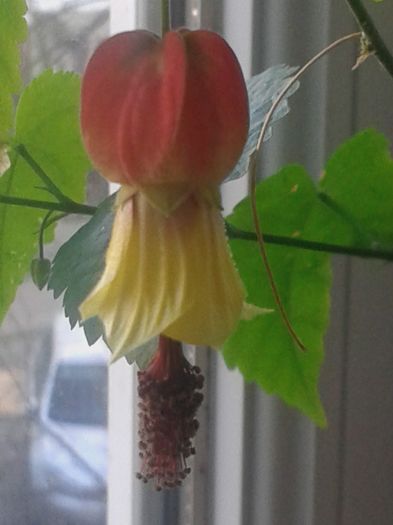 20160307_165954