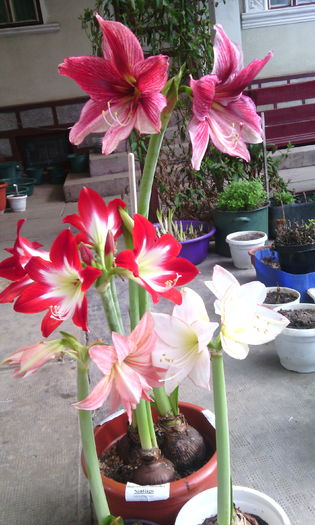 IMG_20160313_144931[1]