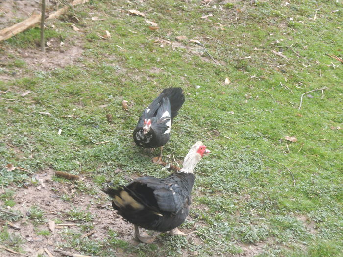 DSCF7394 - pasari de rasa-ratele melel lesesti