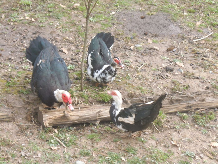 DSCF7393 - pasari de rasa-ratele melel lesesti