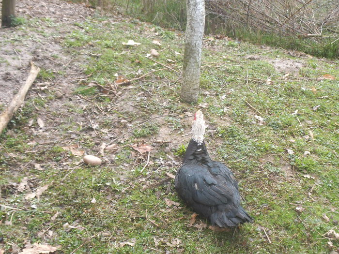 DSCF7389 - pasari de rasa-ratele melel lesesti