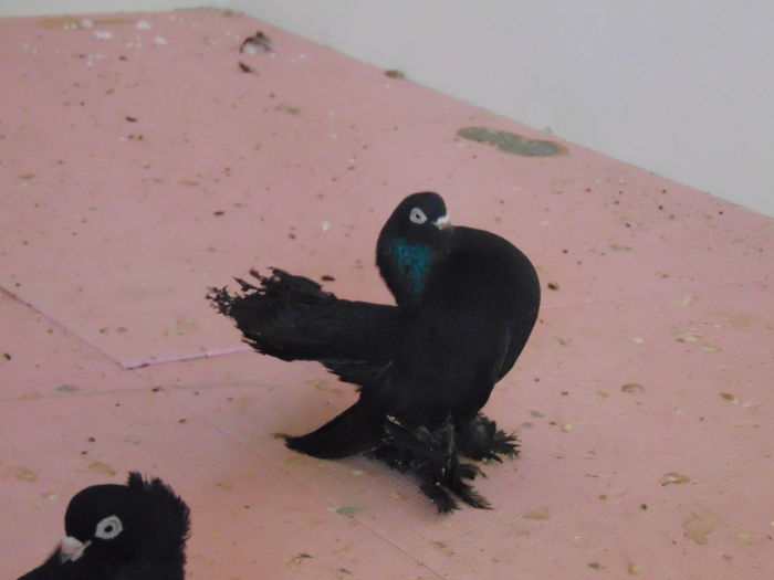 porumbei 2016 012