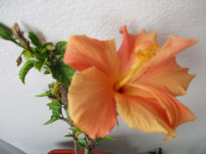 IMG_1500 - Florile mele martie 2016