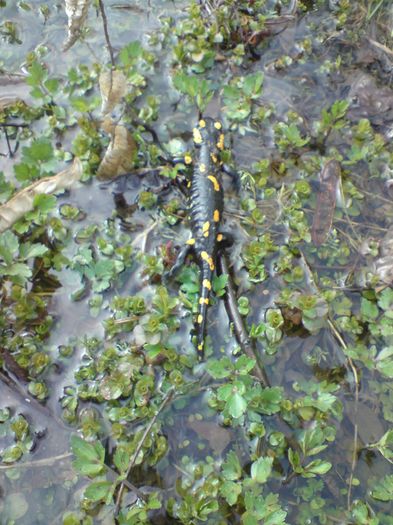 DSC01831 - Salamandra de foc