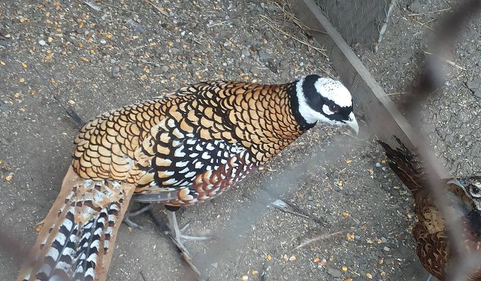 12255188_1052123218180632_1814819107_o