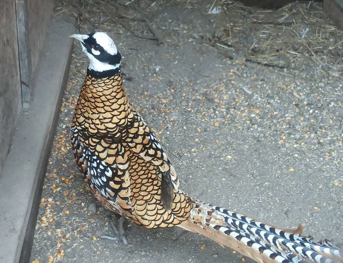 12443437_1052123281513959_328485125_o