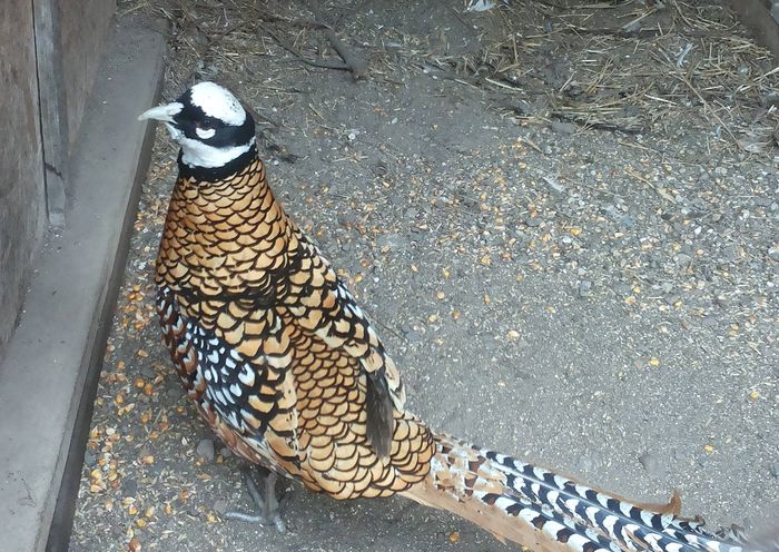 12499043_1052123298180624_999407664_o