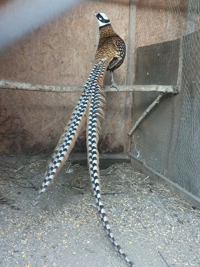 12722400_1052123368180617_1045106052_o