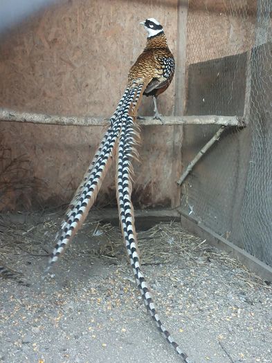 12822903_1052123358180618_652379747_o (1)