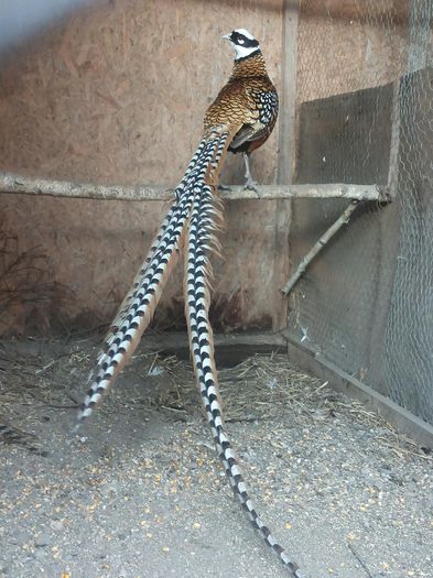 12822903_1052123358180618_652379747_o