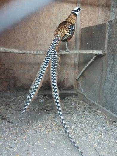 12837773_1052123344847286_1149806851_o