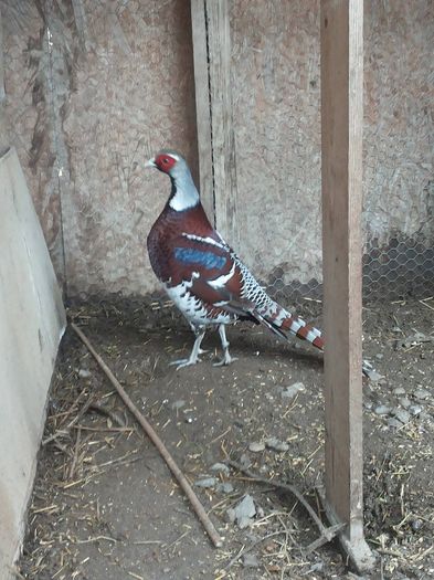 10621176_1052123058180648_869881061_o