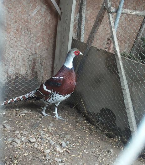 12837246_1052122988180655_1118623919_o