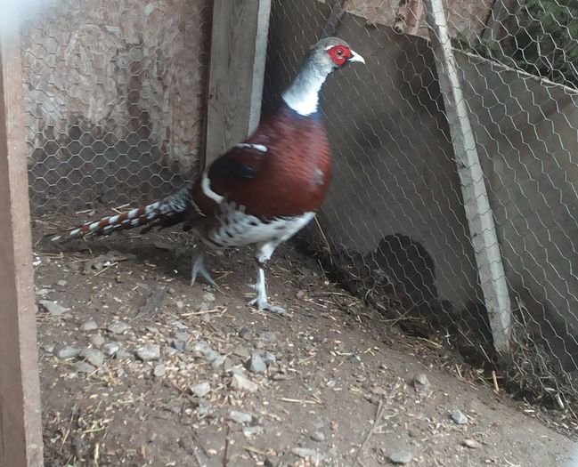 12837293_1052122801514007_1206334403_o