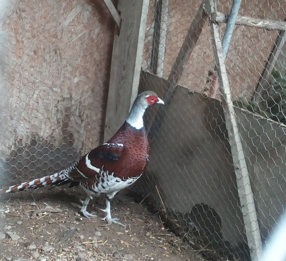 12837636_1052122948180659_1705295179_o