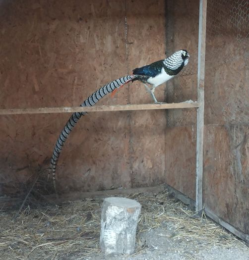 12837508_1052123408180613_1212572181_o