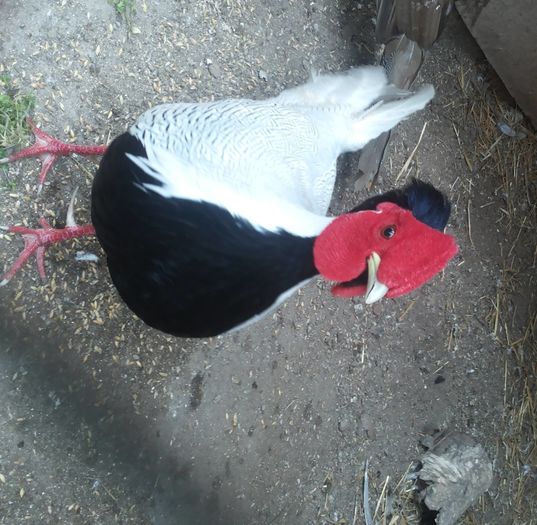 12380639_1052123384847282_614333229_o