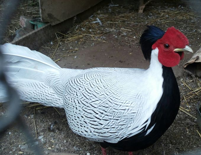 12421884_1052122828180671_204262328_o (1)