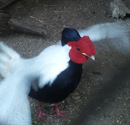 12499030_1052123388180615_1896253269_o